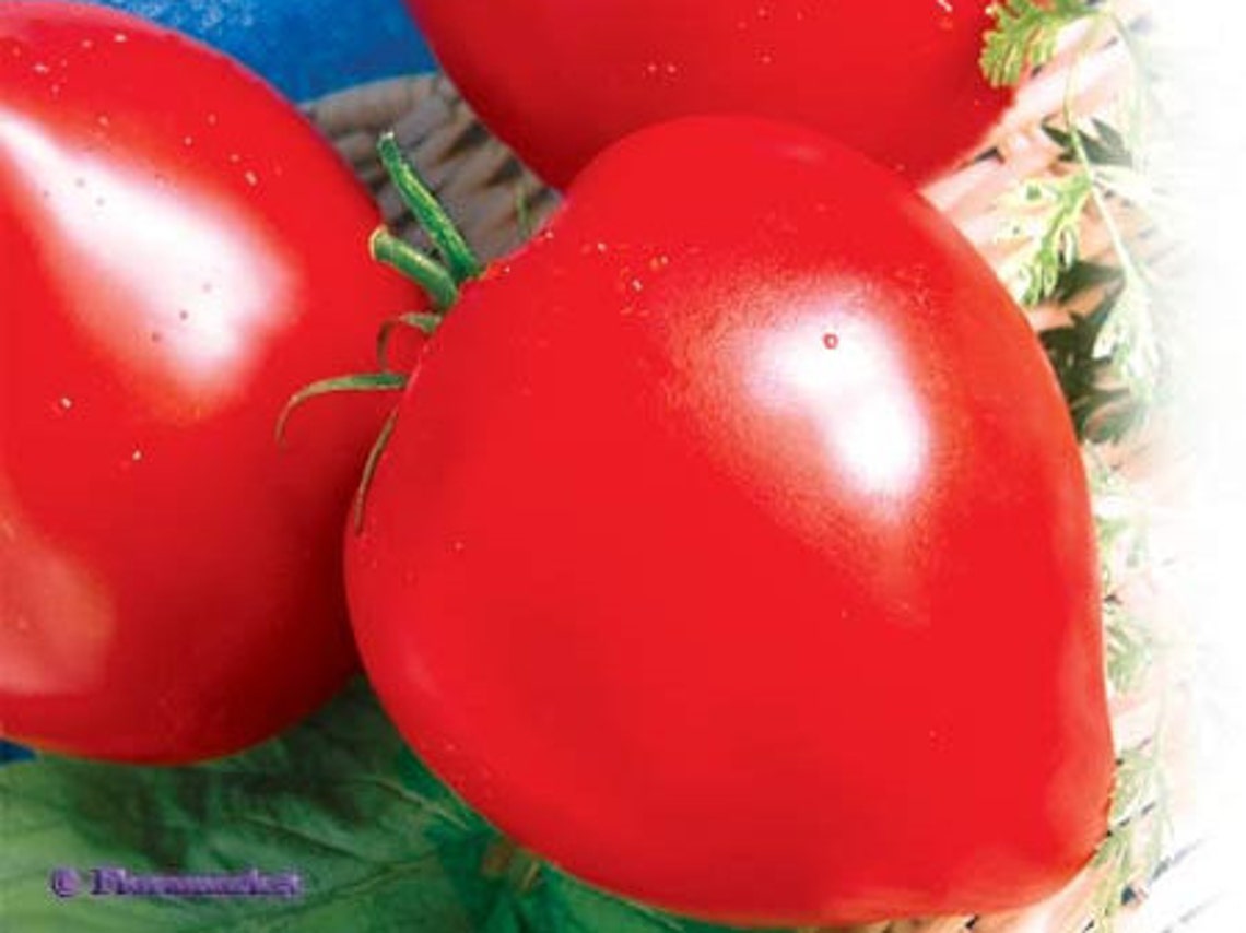 Tomato Vegetable seeds Red Budenovka from Ukraine average Etsy