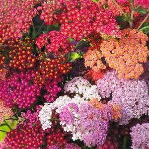 Achillea millefoliumm milfoil Flowers Seeds from Ukraine #1509