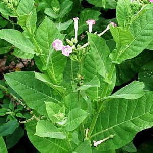 Seeds Herb  East Tobacco fragrant / 1667