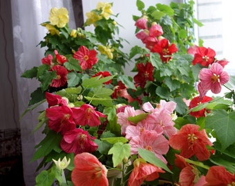 Abutilon hybridum Mix de interior de Ucrania #1184