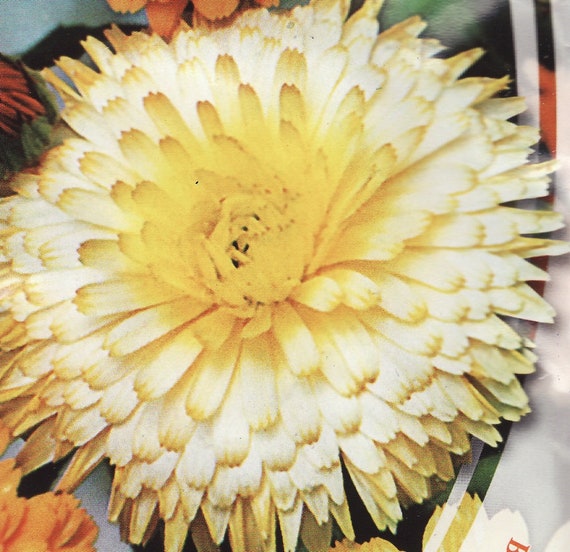 Calendula Mix Flower Seeds from Ukraine Calendula Mix Flower Seeds from Ukraine