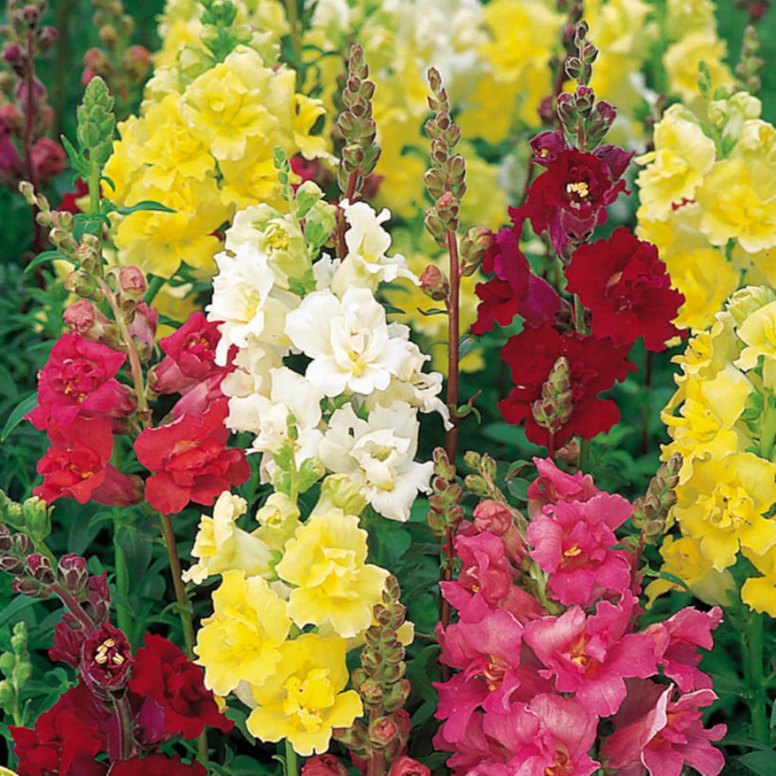 Solstice Burgundy Snapdragon (Antirrhinum Majus 'Solstice Burgundy') In Lafayette, Louisiana (LA) At All Seasons Nursery - Foto 10