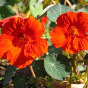 Tropaeolum majus Blumen Samen Nasturtium Orange #1270