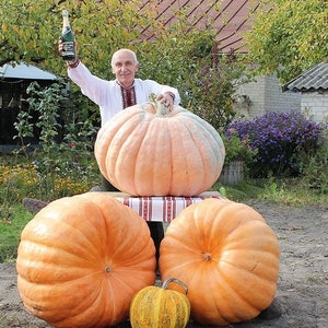 Semillas de calabaza Titan Ucrania Semillas de hortalizas tradicionales n.° 1758