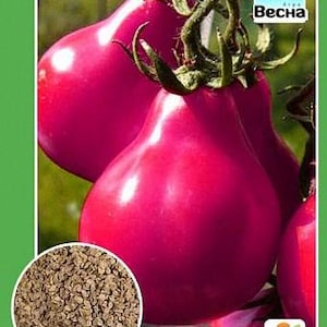 トマトの種 ピンクトリュフ 大