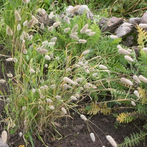 Peut inclure: Un gros plan sur une touffe d'herbe à queue de lapin blanche et moelleuse poussant dans un jardin. L'herbe est entourée de feuillage vert et de rochers.