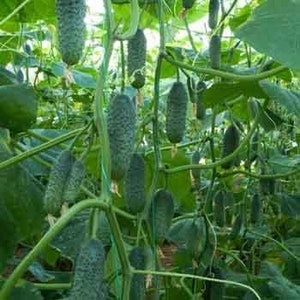 以下が含まれることがあります： 温室で育つ緑色のキュウリ植物のクローズアップ。植物はさまざまな大きさのキュウリで覆われており、すべてつるからぶら下がっています。