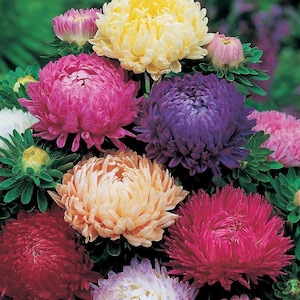 Aster Flower Seeds Peony Mix annuals from Ukraine #948