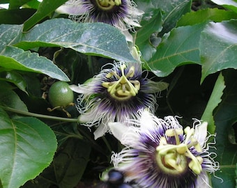 Passiflora liana commestibile Fiore perenne Semi