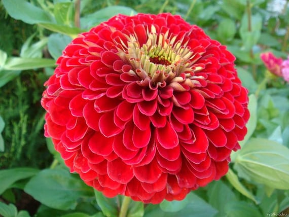 Zinnia elegans: Zinia llama plantas flores semillas de Ucrania - Etsy México