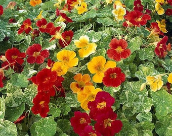 Nasturtium Alaska Flower Seeds