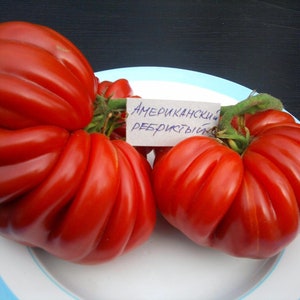 Tomatenzadencollectie Amerikaans geribbeld rood / 2156