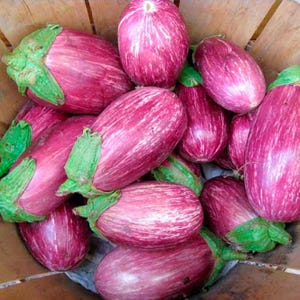 Aubergine Samen Sadko F1