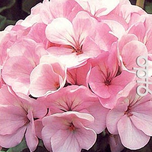 Puede incluir: Un grupo de flores de geranio rosas con pétalos delicados.