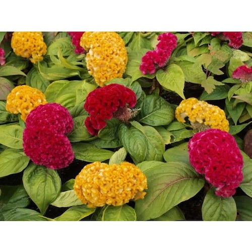 USA SELLER White Straw Flower Seeds 100 Seeds HEIRLOOM Etsy