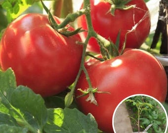 Semillas de tomate Vol 5\95