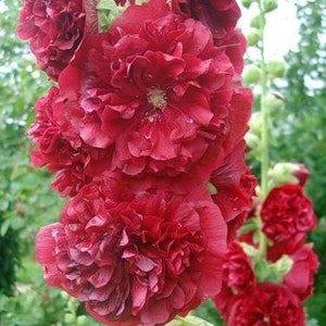 Mallow red (Althaea rosea) from Ukraine perennials #1233