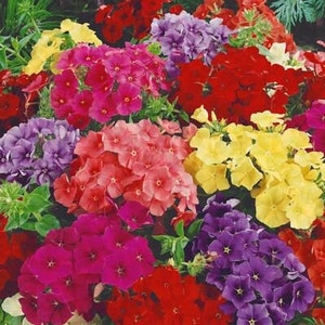 Phlox seeds  large-flowered Flower Seeds#1511