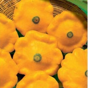 Squash - Zucchini Orange Seeds  Heirloom Vegetable Seed from Ukraine #349