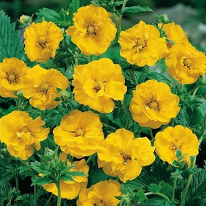 Avens Gravilate yellow (geum chiloense) Flower Seeds  #2154
