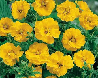 Avens Gravilate yellow (geum chiloense) Flower Seeds  #2154
