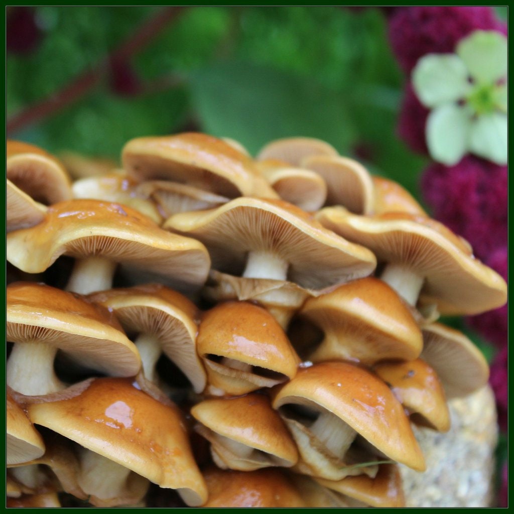 50905-Mixed-mushroom-768x768.jpg