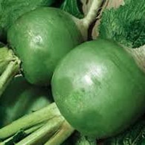 Radish Seed Margelan