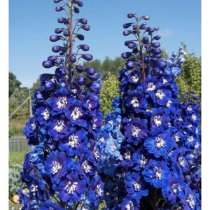 Bleu Delphin, graines de fleurs d'Ukraine