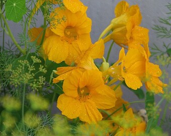 Nasturtium Golden imperator Flower seeds #1252