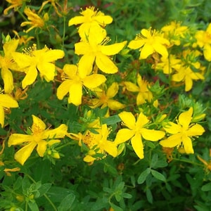 Seeds Herb  Zveroboy (Hypericum) Pharmaceuticals Herb Seeds