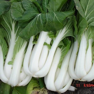Puede incluir: Un manojo de bok choy fresco con tallos blancos y hojas verdes.