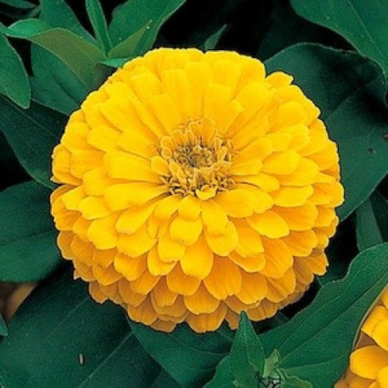 Zinnia Low Yellow Annuals Flower Seeds / 1432 Etsy