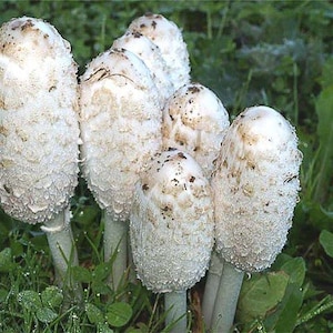 Puede incluir: Un grupo de setas blancas con una superficie texturizada, que crecen en una zona herbosa. Las setas tienen una tapa redondeada y un tallo largo y delgado.