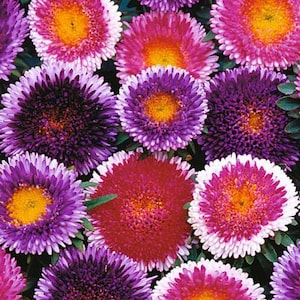 Puede incluir: Primer plano de una variedad de flores de aster de colores. Las flores son en tonos de rosa, morado y blanco, con centros amarillos. Las flores están dispuestas en un racimo y los pétalos son suaves y delicados.