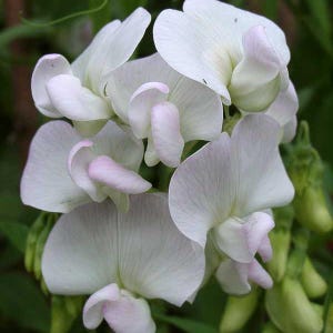 Lathyrus Odoratus Zhanet Wicke Blumensamen aus der Ukraine