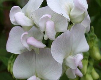 Semillas de flores de guisante de olor Lathyrus odoratus Zhanet de Ucrania