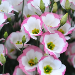 Eustoma /Lisianthus Sapphire Pink Rim F1 terry grandiflora Flower Seeds