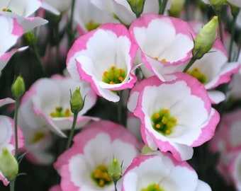 Eustoma /Lisianthus Sapphire Pink Rim F1 terry grandiflora Flower Seeds