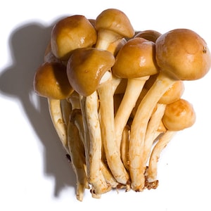 Kuehneromyces (NAMEKO) Champignon / Spores de mycélium Spawn Graines séchées