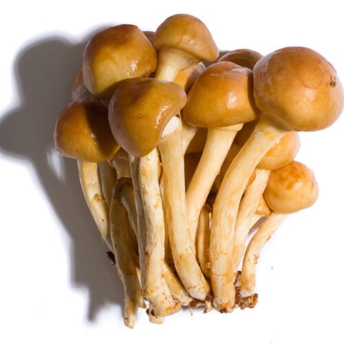 Maitake Mushroom Spawn - Dancing Mushroom Mycelium For Home Growing
