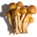 see more listings in the Mushrooms Mycelium section