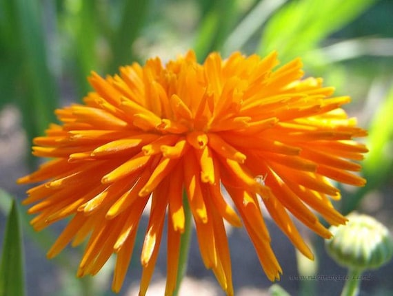Calendula Mix Flower Seeds from Ukraine