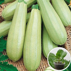 Squash Zucchinifrön Gribovsky Ekologiska arvegrönsaksfrön från Ukraina #874