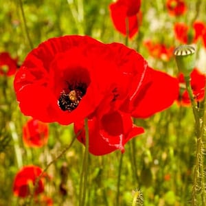 Poppy Flower Seeds Papaver Orientale Scarlet
