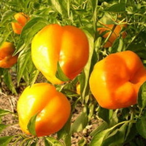 Pfeffersamen skythisches Gold