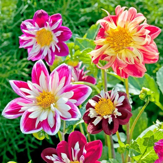 Dahlia Variabilis Flower Seeds Dandy annuals from Ukraine. 45 SEEDS