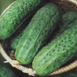 Cucumber Seeds Nijinsky from Ukraine