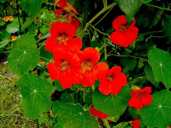 Nasturtium seeds Coral Shine Tropaeolum majus Flowers Seeds from Ukraine
