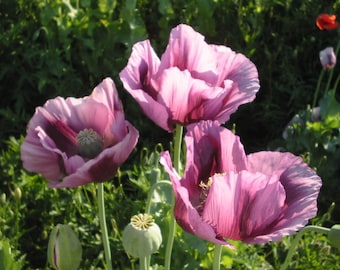 Poppy Flower Seeds Papaver Orientale mix   #2159