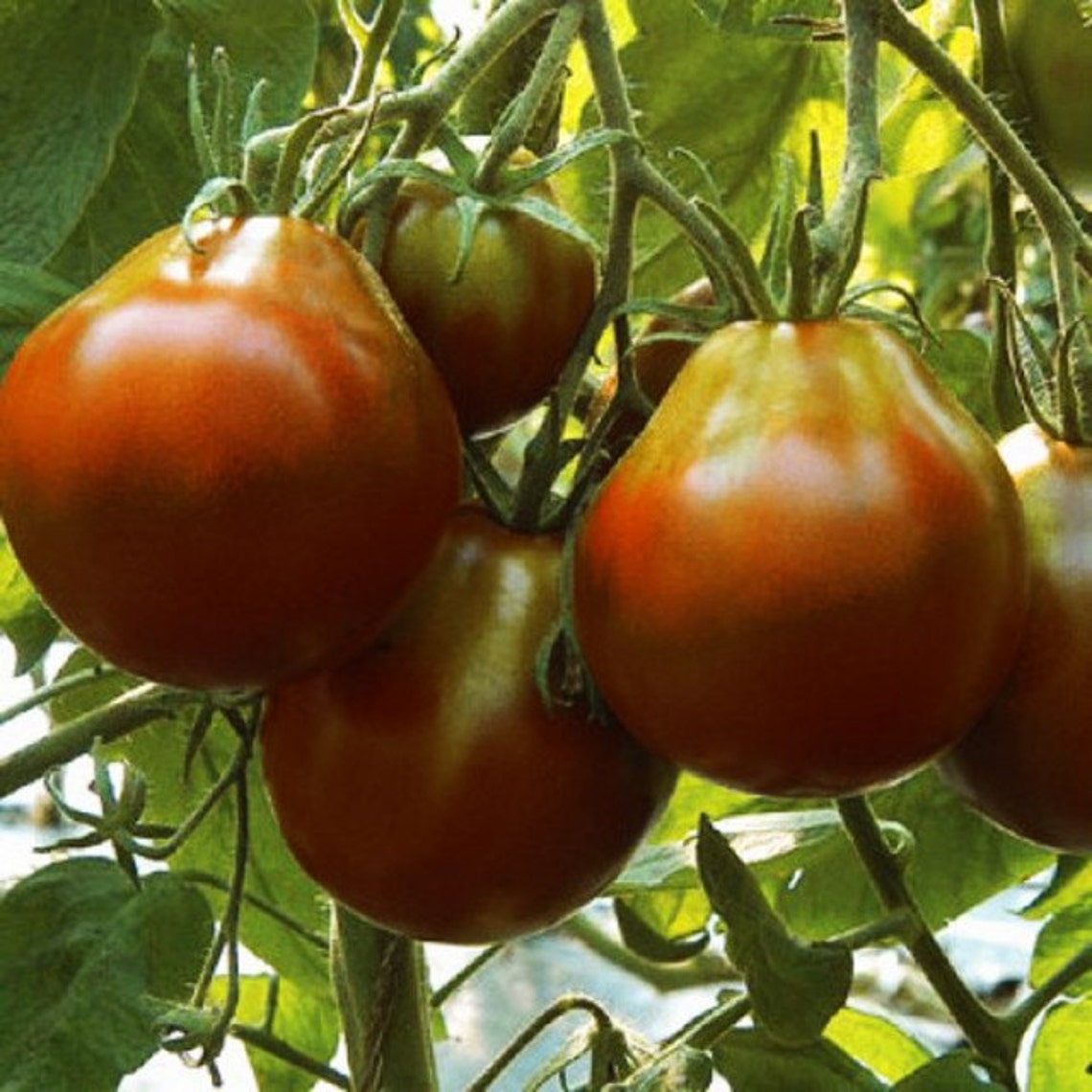 Tomato Seeds Black Truffle Ukraine Heirloom Vegetable Seeds. Etsy